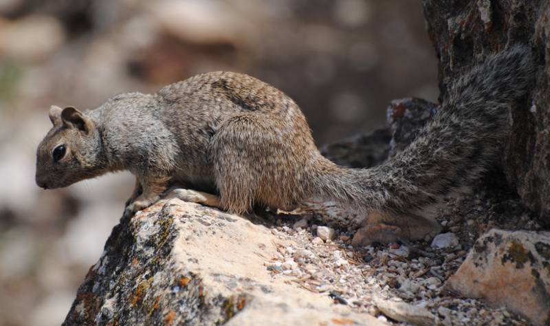 USA - Chipmunk- Tamias striatus
